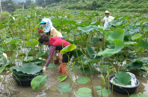 함양군 백연 풍작으로 소득증대 기대