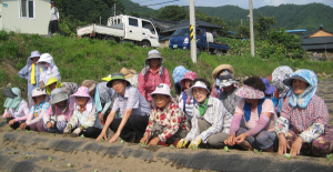 서하면 생활개선협의회. 사랑의 김치 배추 모종 심기