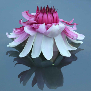 아름다운 자태 뽐내는 빅토리아연꽃