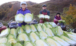 아삭아삭한 절임배추 드셔보세요!