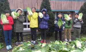 우리가 심고 가꾼 배추로 김치 만들었어요