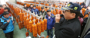 지리산 함양 명품곶감 초매식