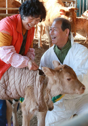 대한 앞두고 방한복 입은 아기송아지