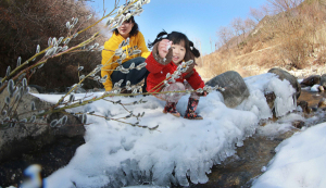 고개 내민 버들강아지. “봄이 저만치오네!”