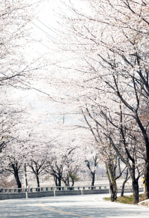 백운산 벚꽃축제에 초대합니다