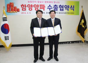 ‘함양양파’ 수출로 활로 찾다