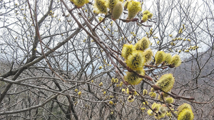 242- 봄눈 산행