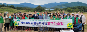 새마을운동함양군지회, 영농체험장 고구마 수확