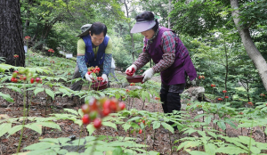 함양 지리산산양삼산업특구 지정 2025년까지 기간 연장