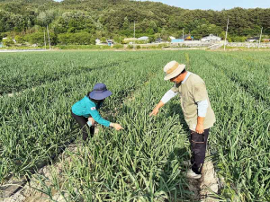 수동면, 양파잎마름병 예방 위한 현장 점검 실시