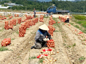 함양군 양파 가격 1만4000원으로 확정